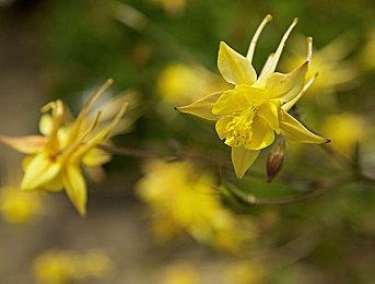 《生化危机4：重制版》体验版bug：里昂一脚踢飞电锯人